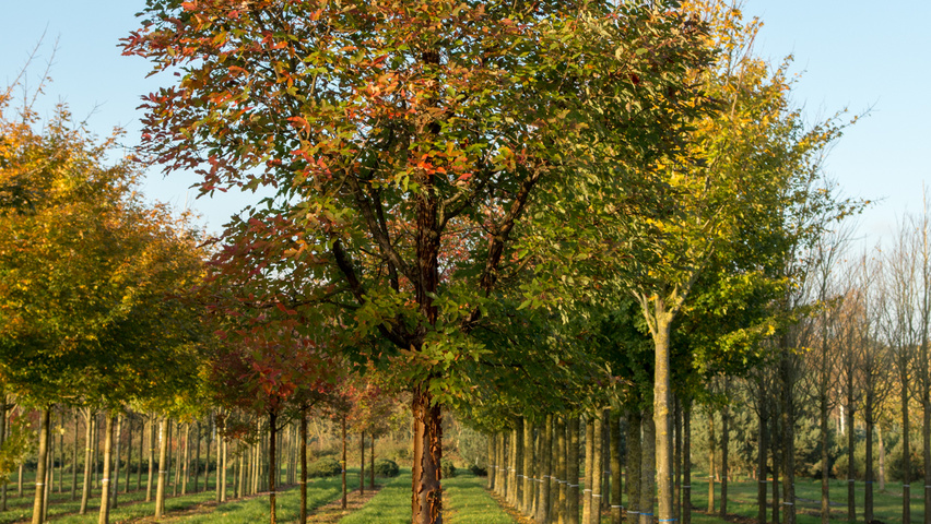 Acer griseum standard tree