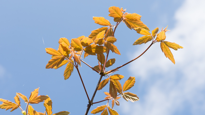 Acer griseum leaves