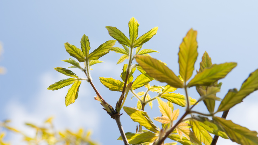 Acer griseum leaves