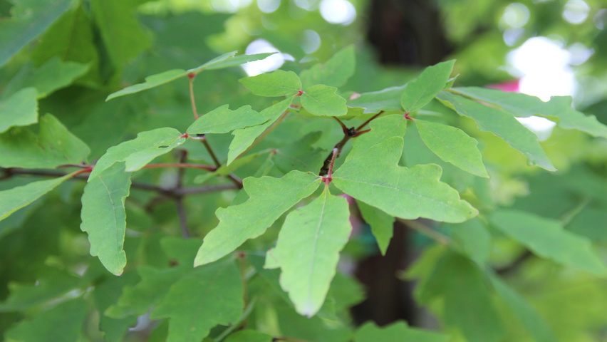Acer griseum leaves