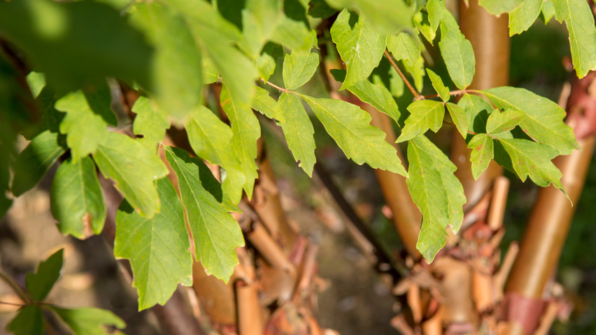 Acer griseum leaves