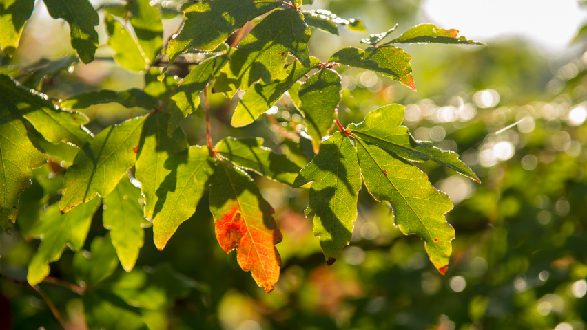 Acer griseum leaves