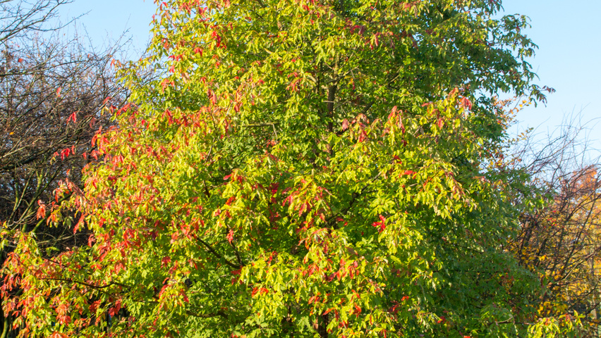 Acer griseum multi-stem