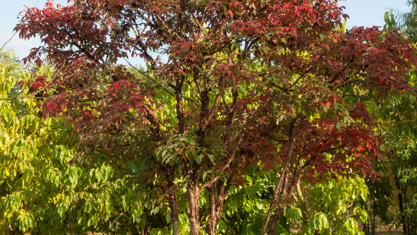Acer griseum multi-stem