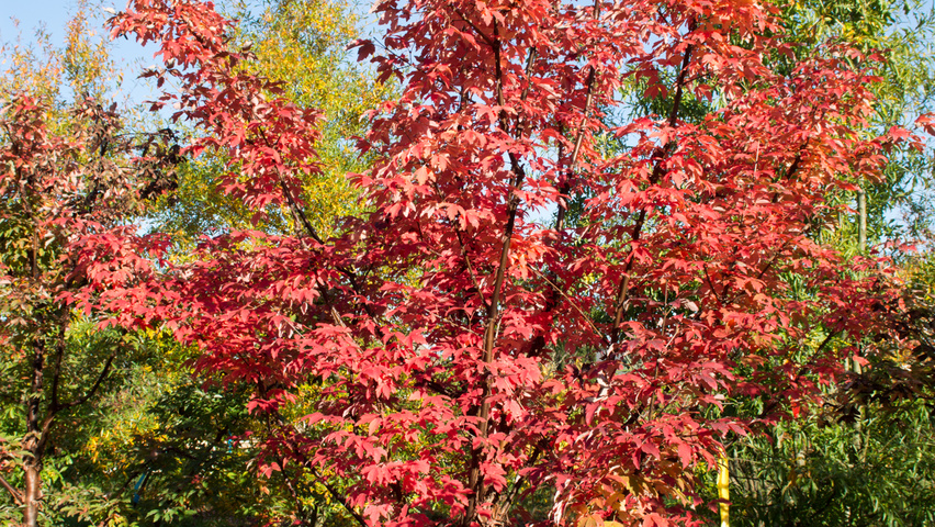 Acer griseum multi-stem