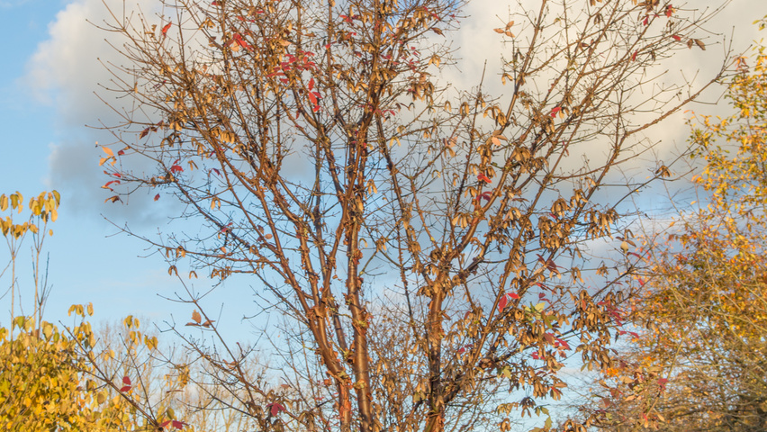 Acer griseum multi-stem