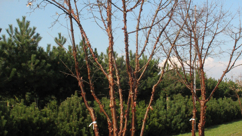 Acer griseum multi-stem