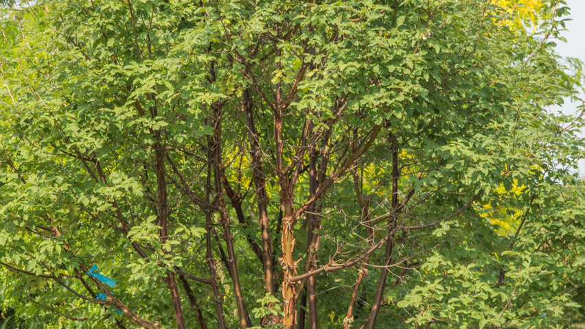 Acer griseum multi-stem