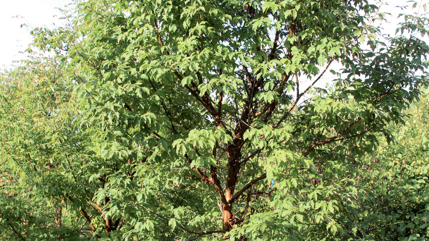 Acer griseum multi-stem