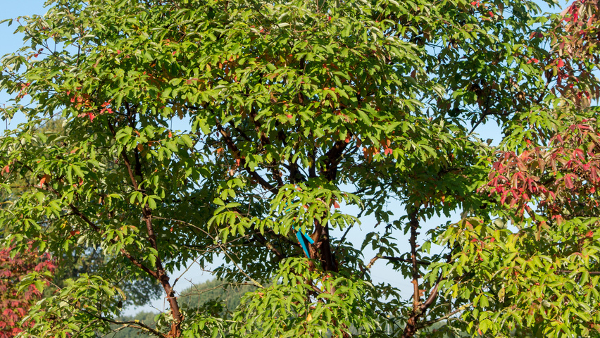 Acer griseum multi-stem