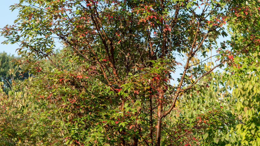 Acer griseum multi-stem
