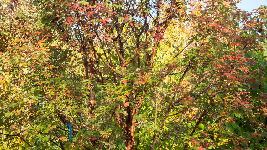 Acer griseum multi-stem