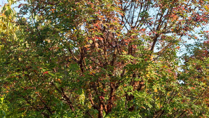 Acer griseum multi-stem