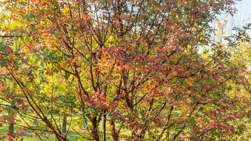 Acer griseum multi-stem