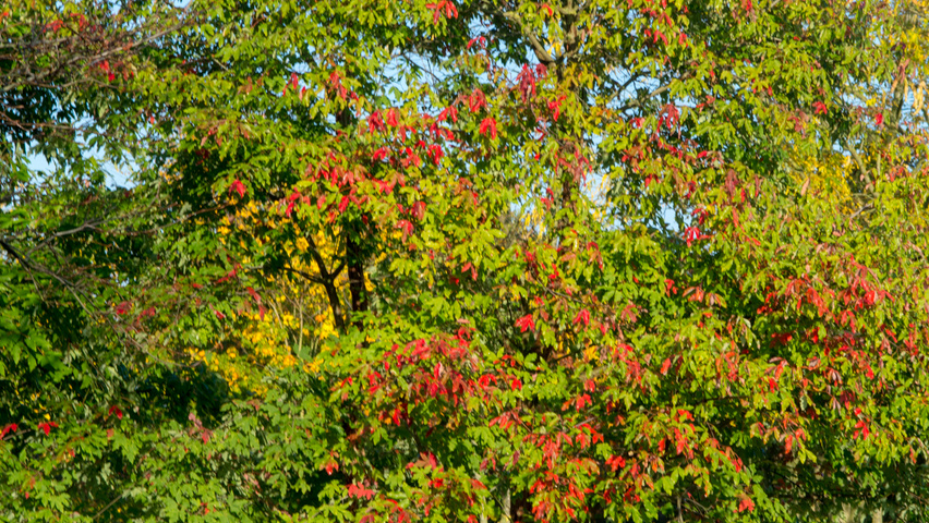 Acer griseum multi-stem