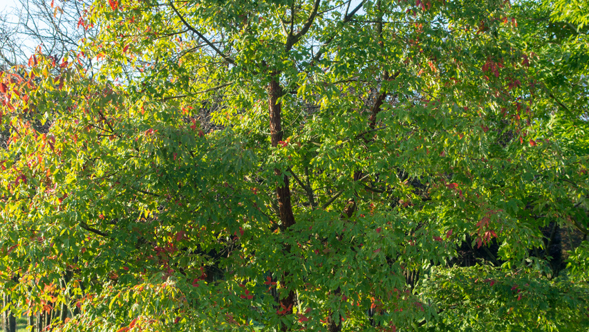Acer griseum multi-stem