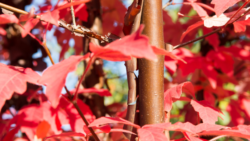Acer griseum twigs