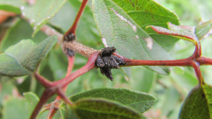 Acer griseum twigs
