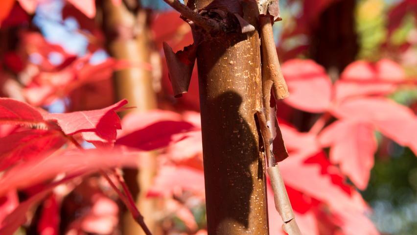 Acer griseum twigs