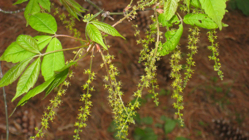 Acer henryi Blumen