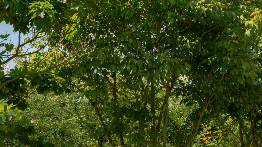 Acer henryi mehrstämmige