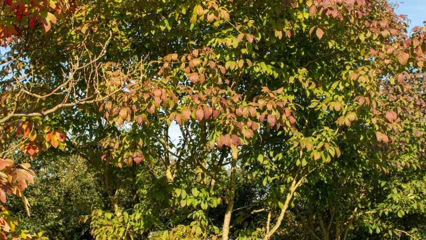 Acer henryi mehrstämmige