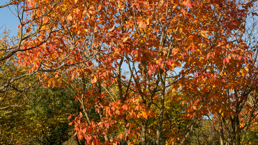 Acer henryi mehrstämmige