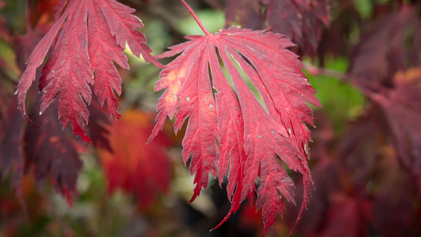 Acer japonicum 'Aconitifolium' herfstblad
