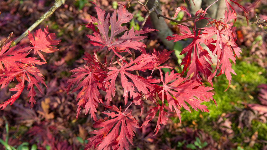 Acer japonicum 'Aconitifolium' herfstblad