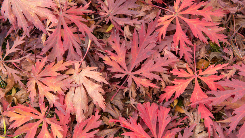 Acer japonicum 'Aconitifolium' herfstblad