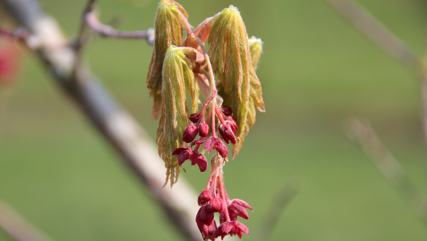 Acer japonicum 'Aconitifolium' bloem