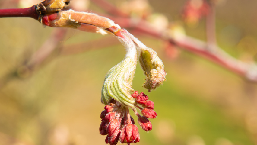 Acer japonicum 'Aconitifolium' bloem