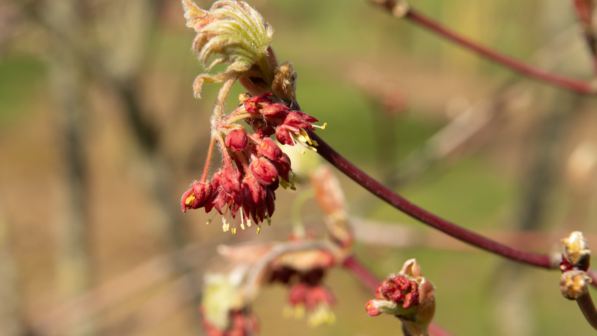 Acer japonicum 'Aconitifolium' bloem