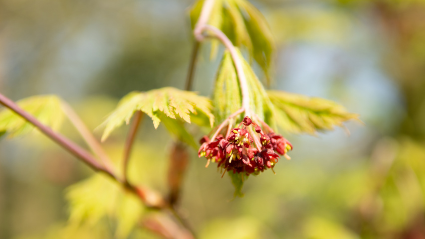 Acer japonicum 'Aconitifolium' bloem