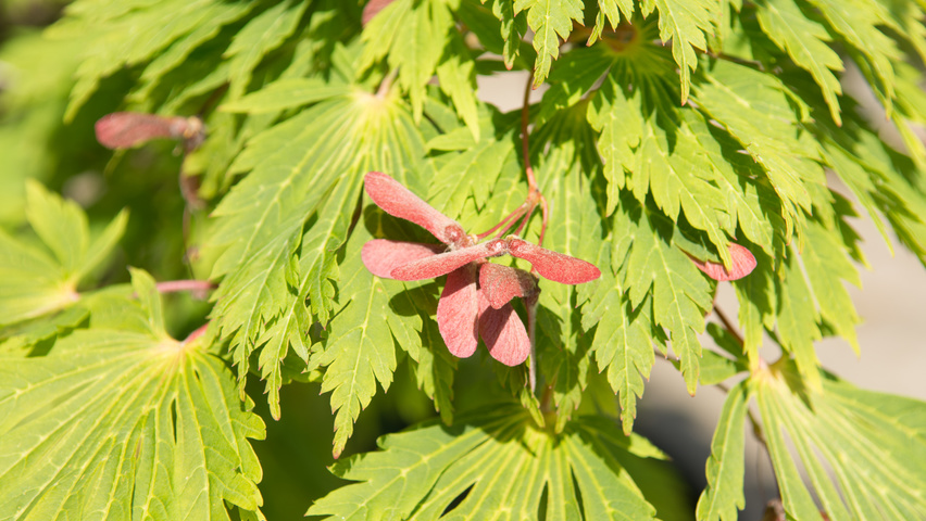 Acer japonicum 'Aconitifolium' vrucht