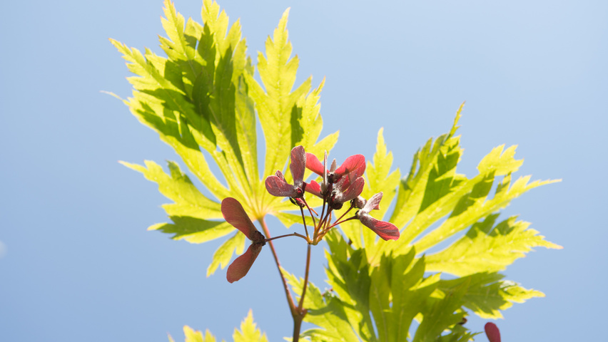 Acer japonicum 'Aconitifolium' vrucht