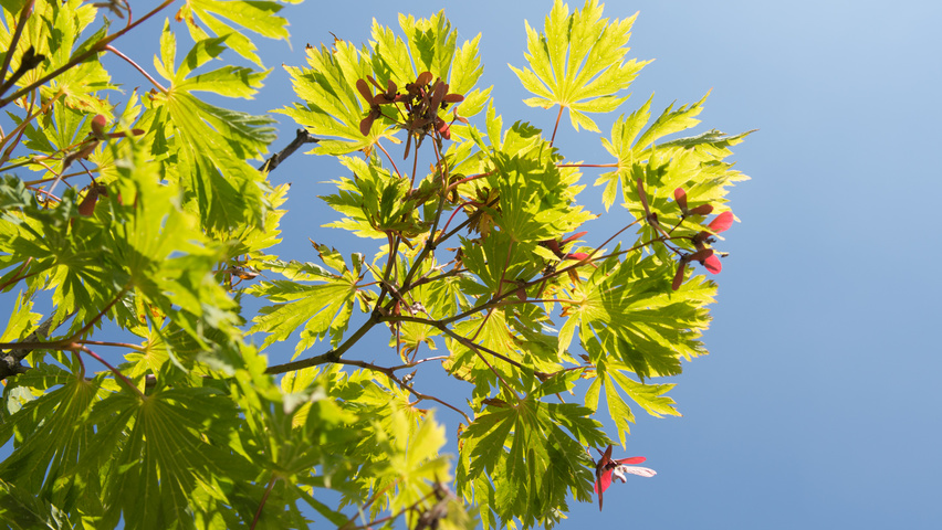 Acer japonicum 'Aconitifolium' vrucht