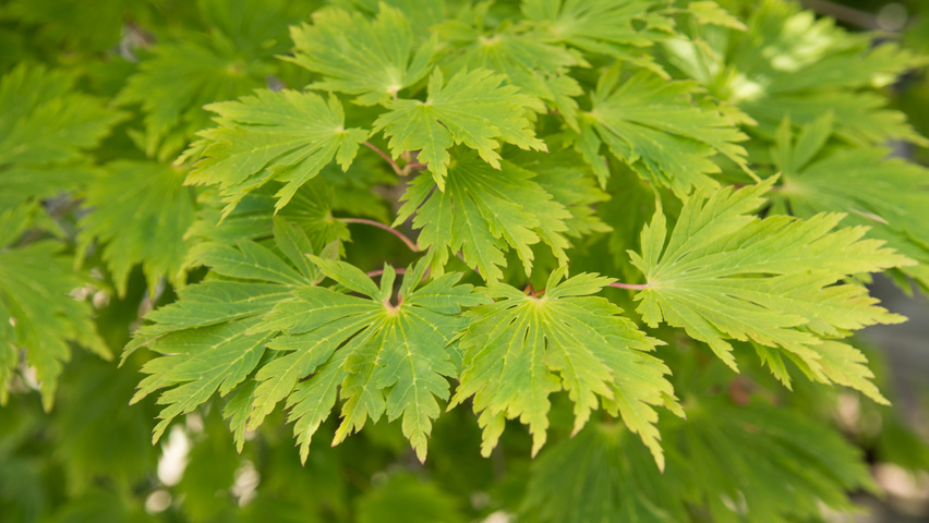 Acer japonicum 'Aconitifolium' blad