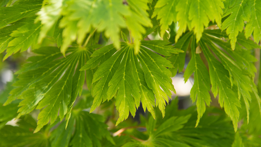 Acer japonicum 'Aconitifolium' blad