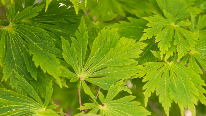 Acer japonicum 'Aconitifolium' blad