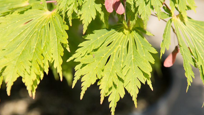 Acer japonicum 'Aconitifolium' blad