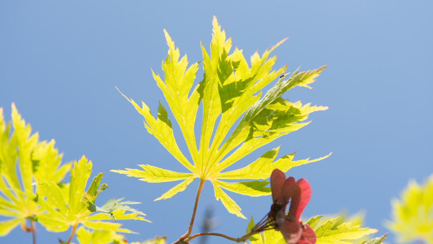Acer japonicum 'Aconitifolium' blad