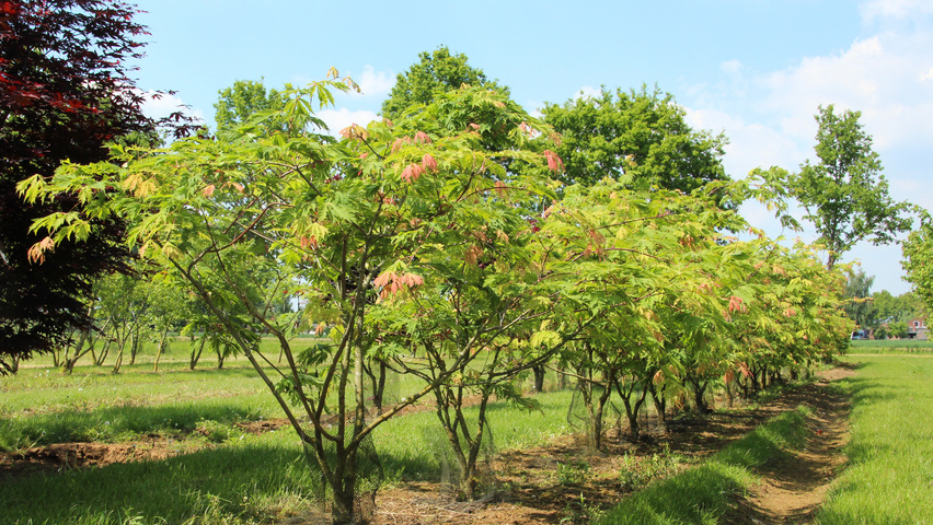 Acer japonicum 'Aconitifolium' meerstammig