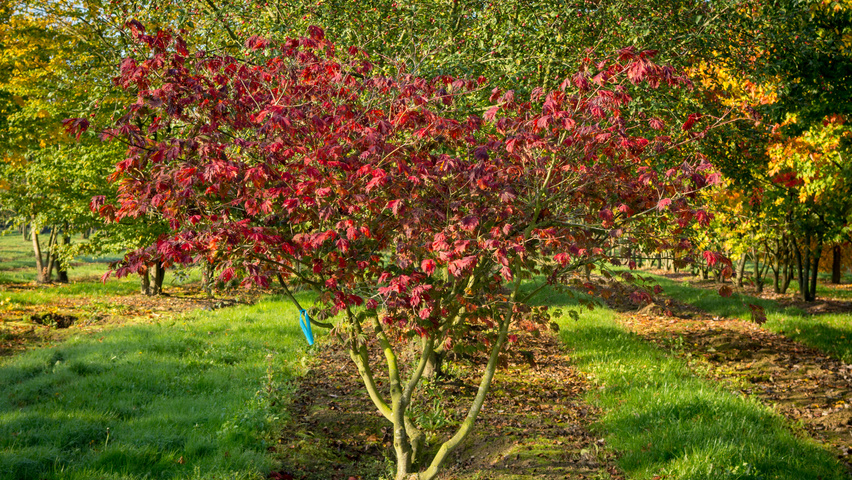 Acer japonicum 'Aconitifolium' meerstammig