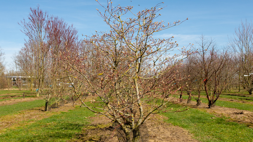Acer japonicum 'Aconitifolium' meerstammig