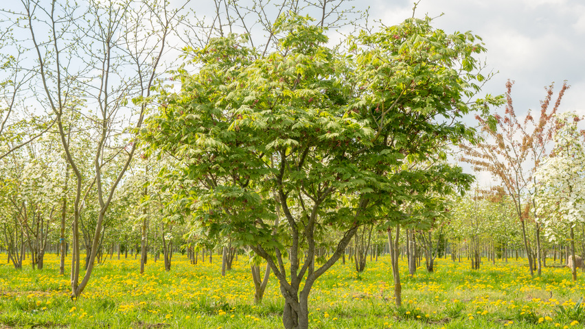 Acer japonicum 'Aconitifolium' | TreeEbb | Online tree-finding ...