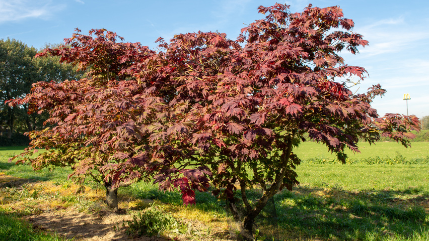 Acer japonicum 'Aconitifolium' meerstammig