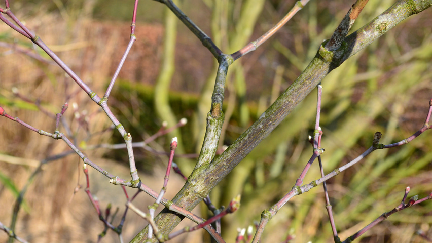 Acer japonicum 'Aconitifolium' twijgen