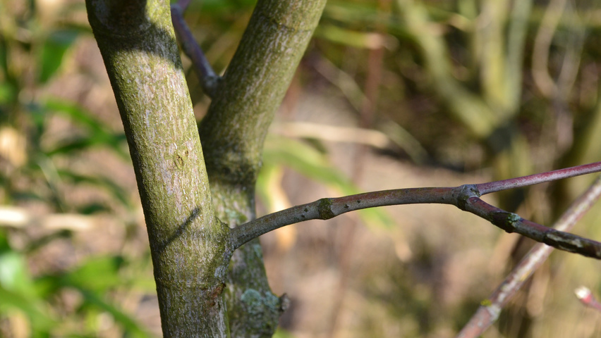 Acer japonicum 'Aconitifolium' twijgen