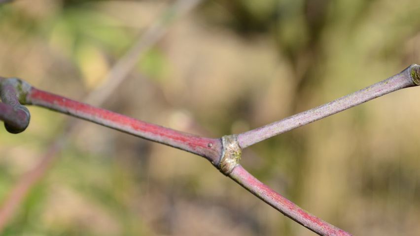 Acer japonicum 'Aconitifolium' twijgen
